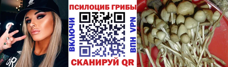 Псилоцибиновые грибы Psilocybine cubensis Называевск